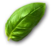 basilic-1 basilic-1