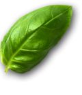 basilic-1 basilic-1