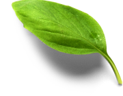 basilic basilic
