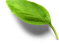 basilic