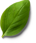 basilic-droit basilic-droit