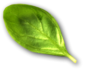 basilic-ombre basilic-ombre