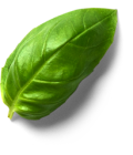 basilic
