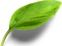 feuille2 feuille2